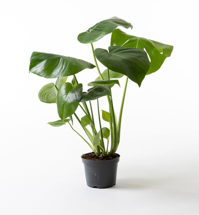 Monstera 12Ø Monstera 12Ø